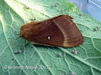 oak eggar (Lasiocampa quercus) female plus eggs - Kenneth Noble